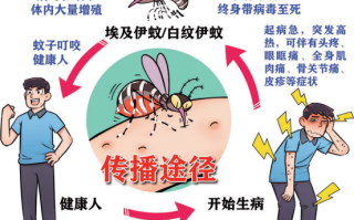 家里如何防蚊子，室内防蚊子的最好办法，3大维度教你科学灭蚊！