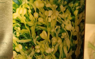 珀莱雅小球藻面膜怎么样（使用评价）成分表明细